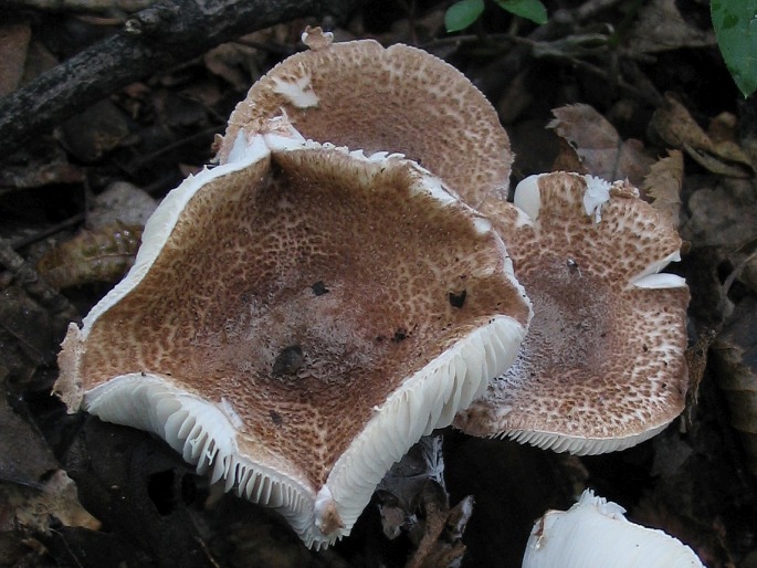 Lepiota castanea