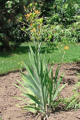 Iris domestica