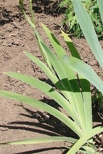 Iris domestica