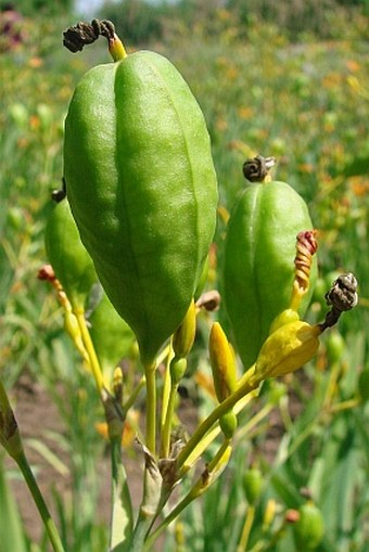 Iris domestica