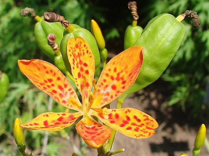 IRIS DOMESTICA (L.) Goldblatt et Mabb. – kosatec