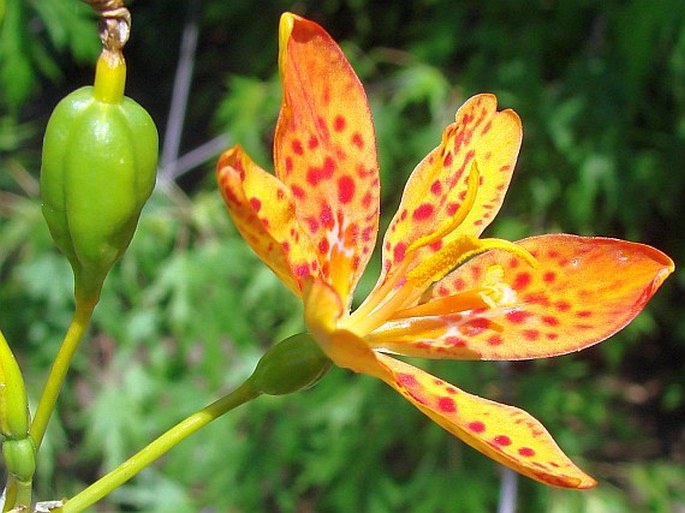 Iris domestica