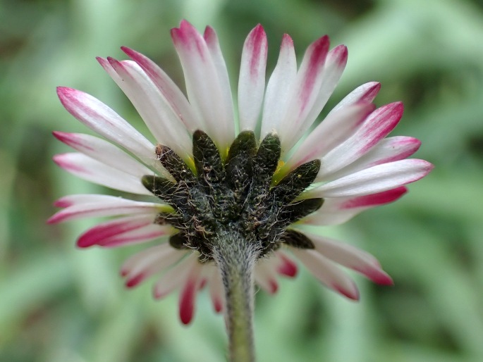 Bellis perennis