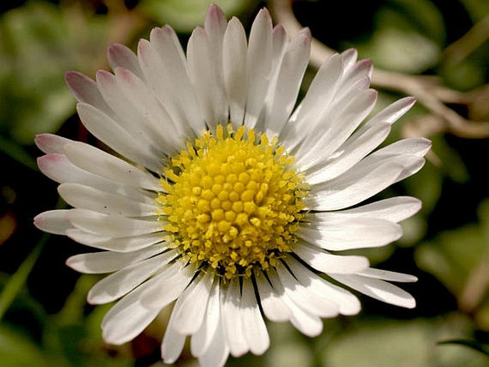 Bellis perennis