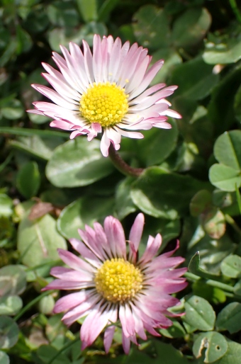 Bellis perennis