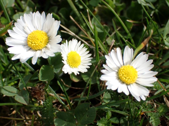 Bellis perennis