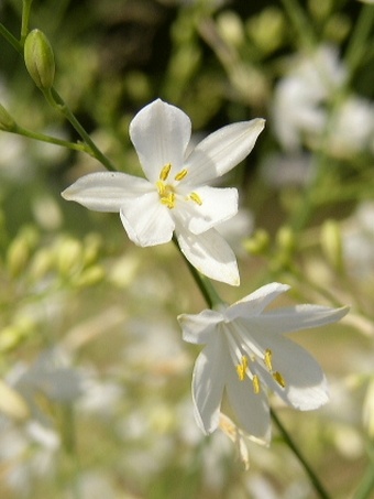 Anthericum ramosum