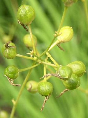 Anthericum ramosum