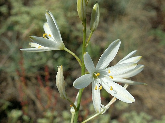 Pražské obrázky: Bělozářka liliovitá (Anthericum liliago)