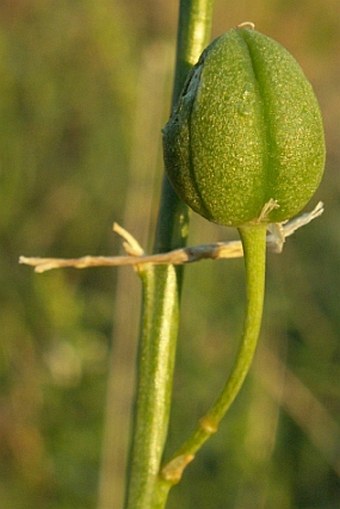 Bělozářka liliovitá