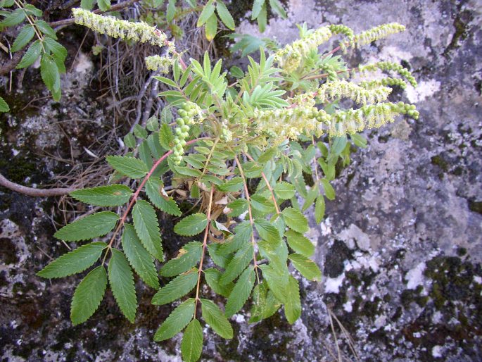 Bencomia caudata