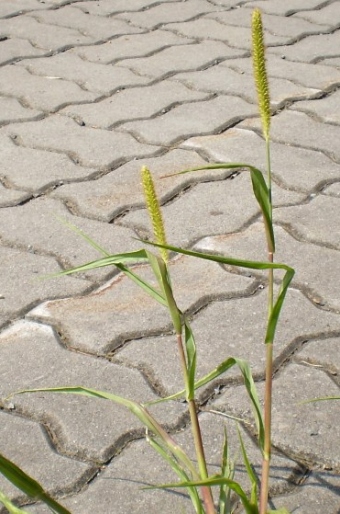 Setaria pumila