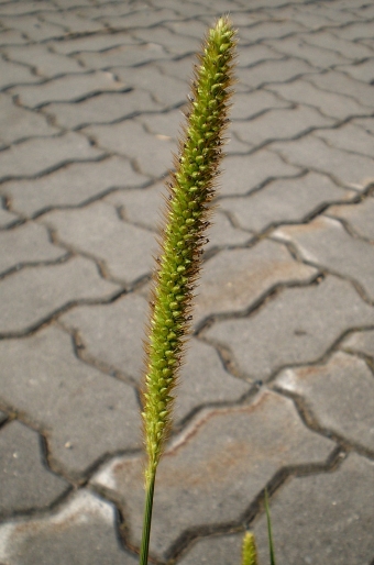 Setaria pumila