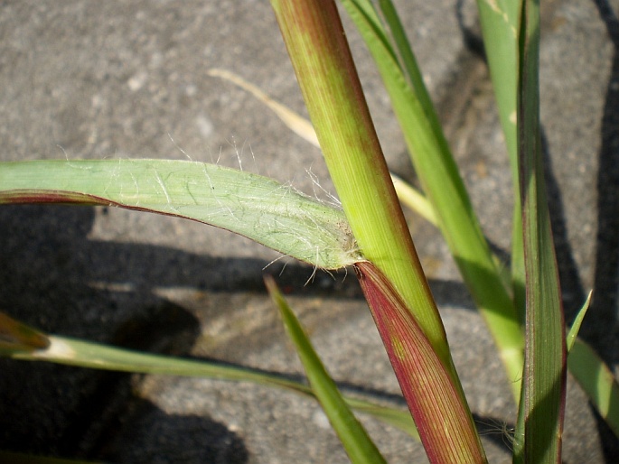 Setaria pumila