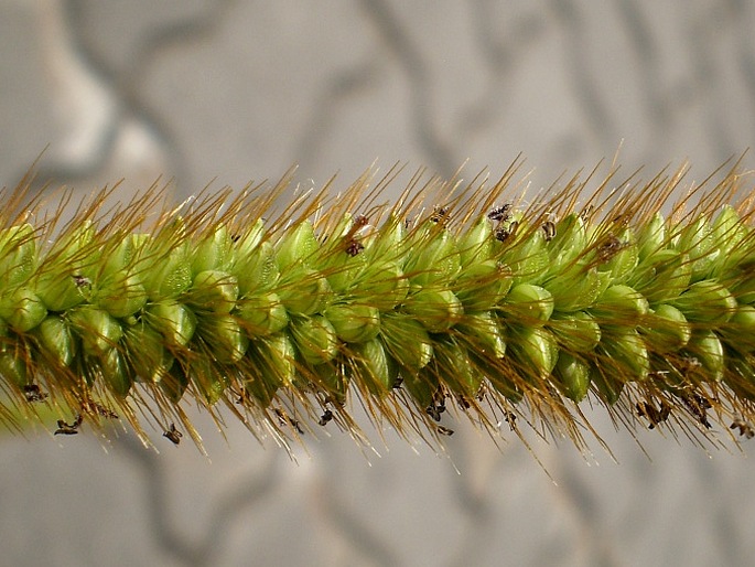 Setaria pumila