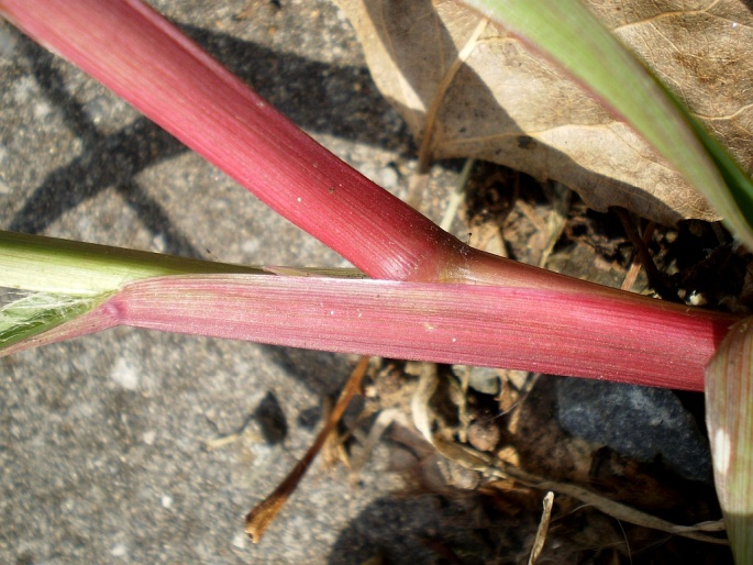 Setaria pumila