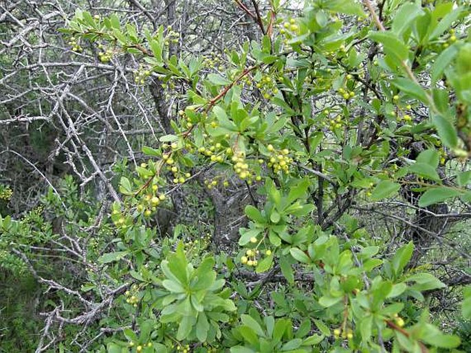 Berberis crataegina