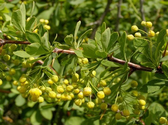 Berberis crataegina