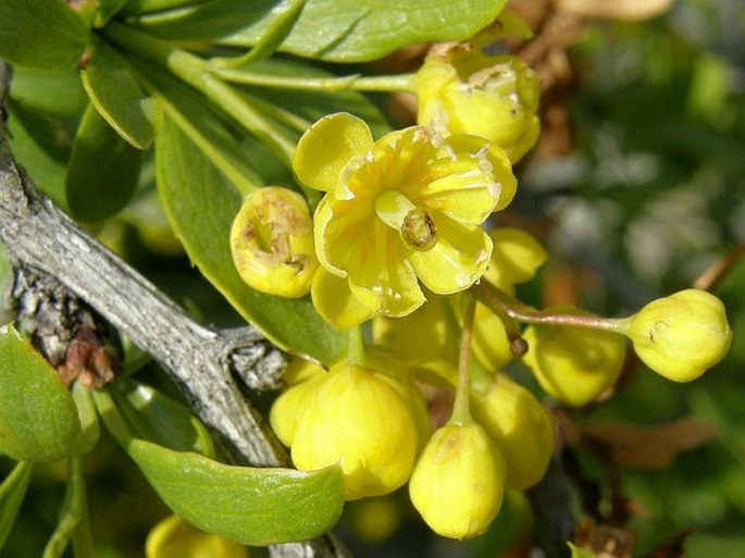 Berberis crataegina