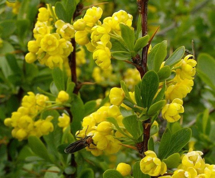 Berberis crataegina