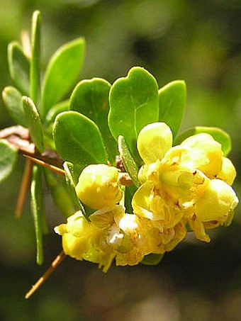 Berberis cretica