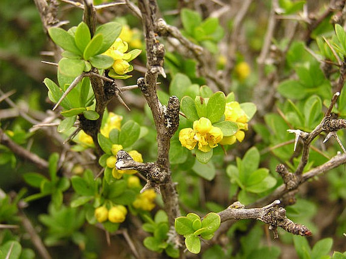 Berberis cretica