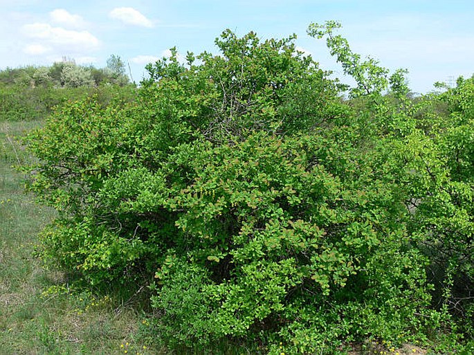 Berberis vulgaris