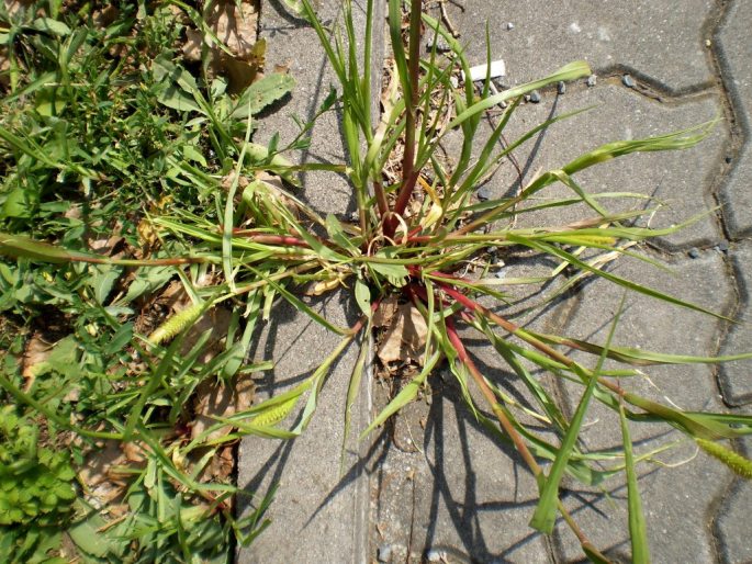 Setaria pumila