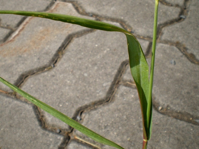 Setaria pumila