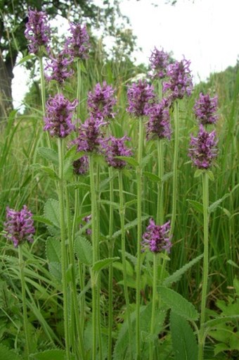 Betonica officinalis