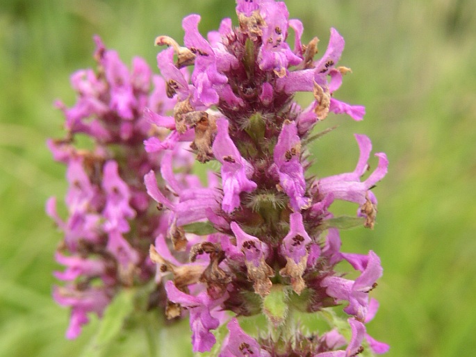 Betonica officinalis