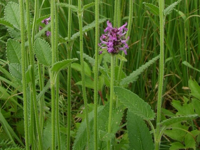 Betonica officinalis