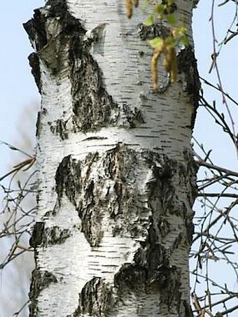 Betula pendula