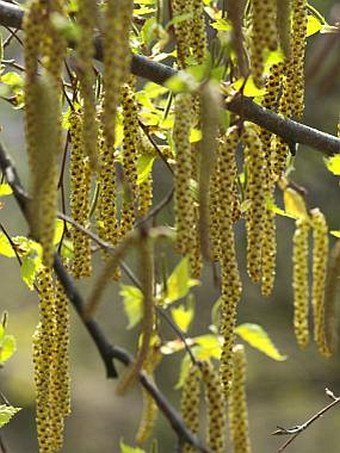 Betula pendula