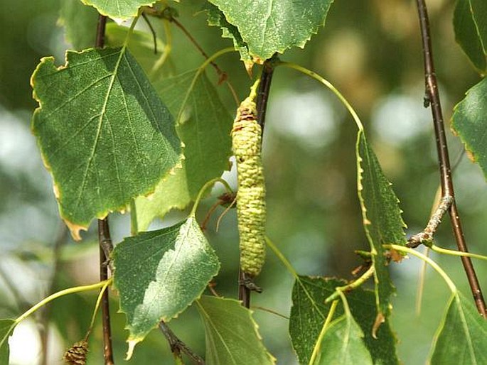 BETULA PENDULA Roth - bříza bělokorá / breza previsnutá