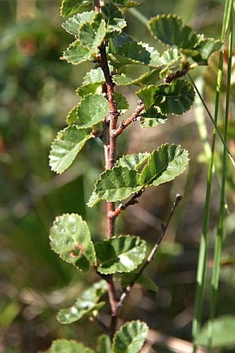 Betula humilis