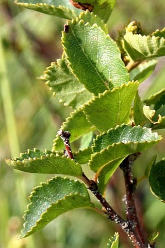 Betula humilis