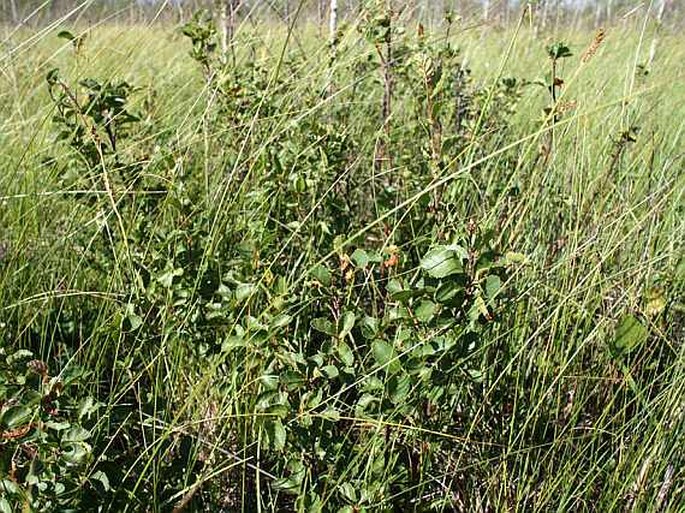 Betula humilis