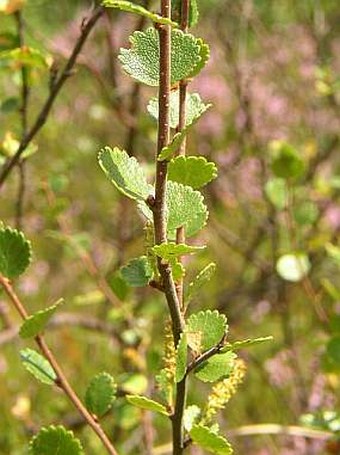 Betula nana