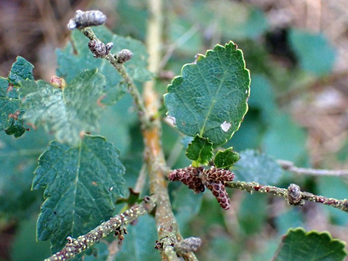 Betula nana