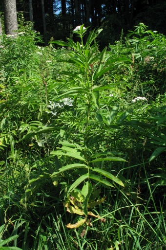 Sambucus ebulus