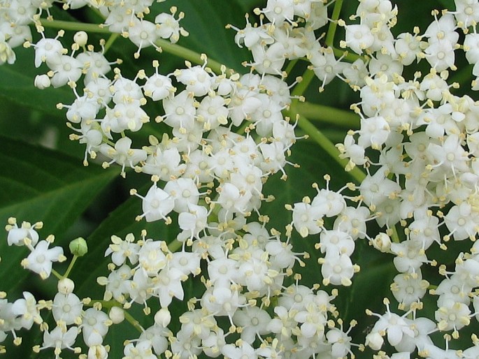 Sambucus nigra