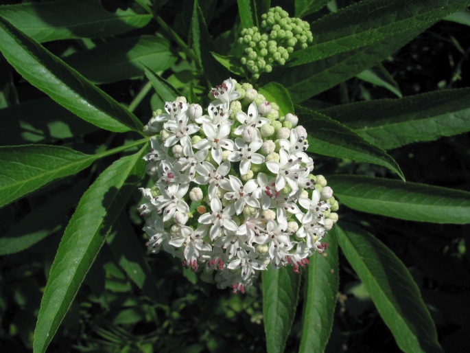 SAMBUCUS EBULUS L. – bez chebdí / baza chabzdová