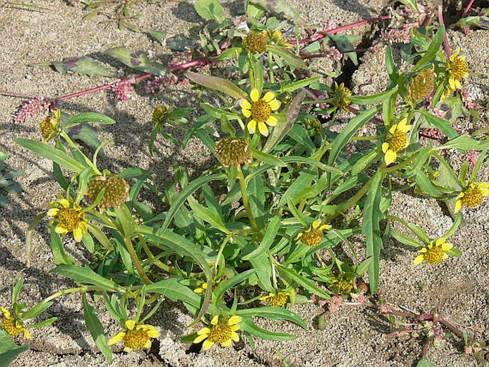 Bidens cernua