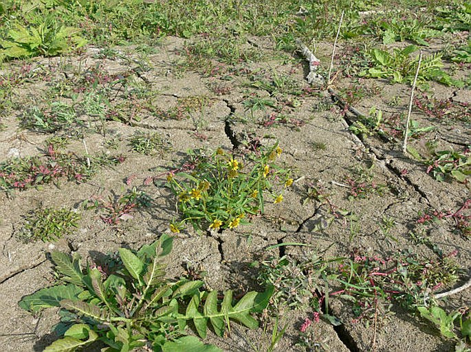 Bidens cernua