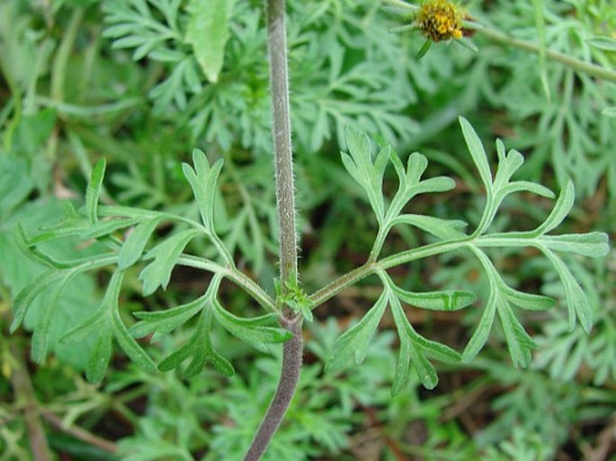 Bidens ferulifolia