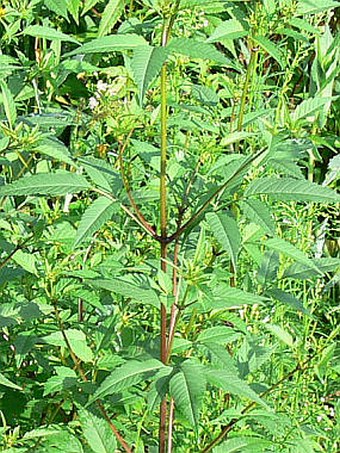 Bidens frondosa