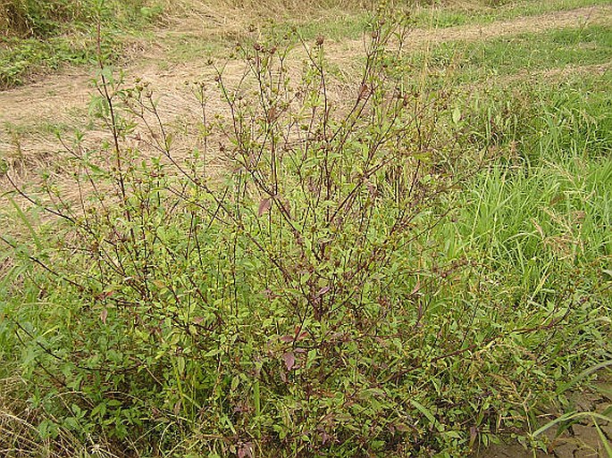 Bidens frondosa