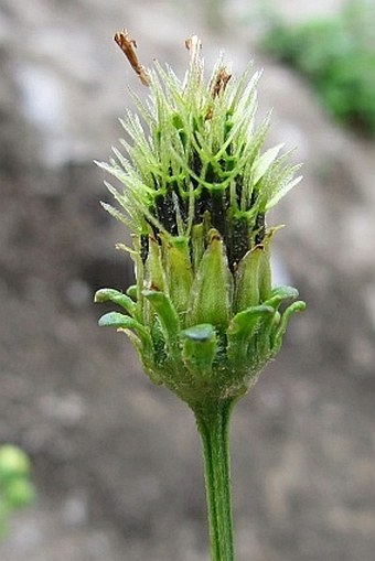 Bidens pilosa