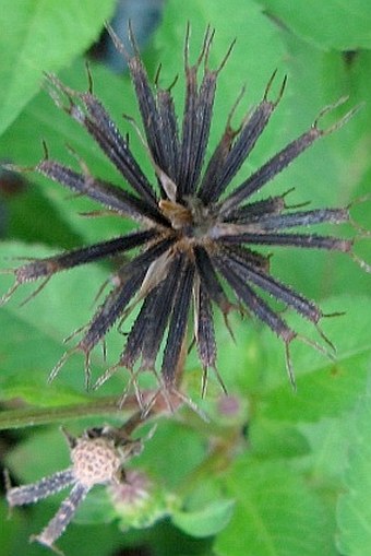 Bidens pilosa